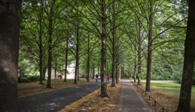 Shade of tree